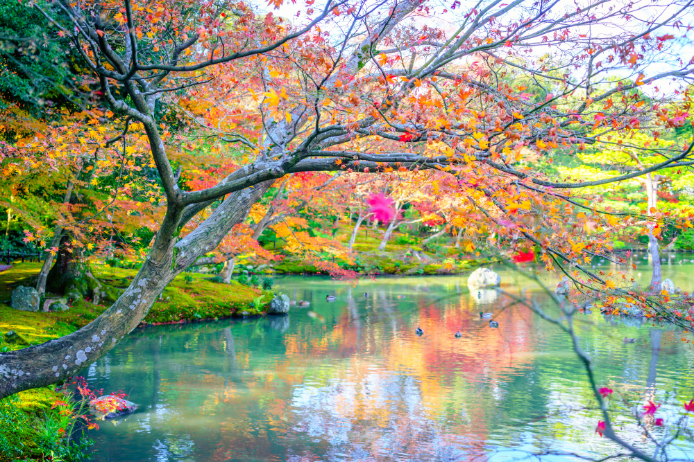 Calm nature scenery