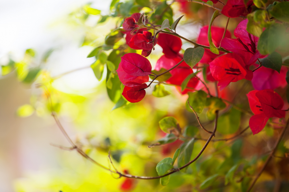 Calm nature scenery